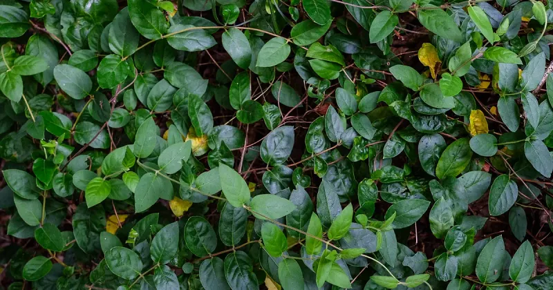 Identify the honeysuckle before you replace it