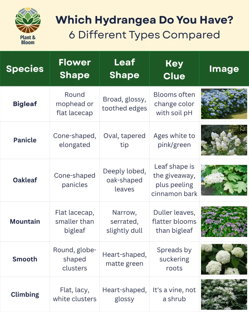 Identify the hydrangea before choosing a pruning window