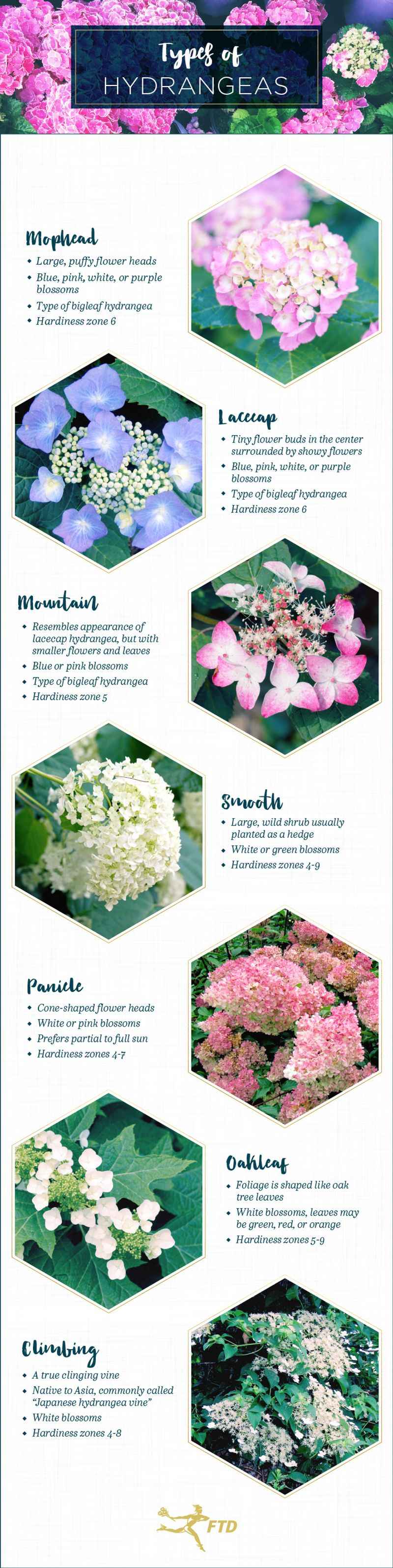 Identify the hydrangea before choosing a remedy
