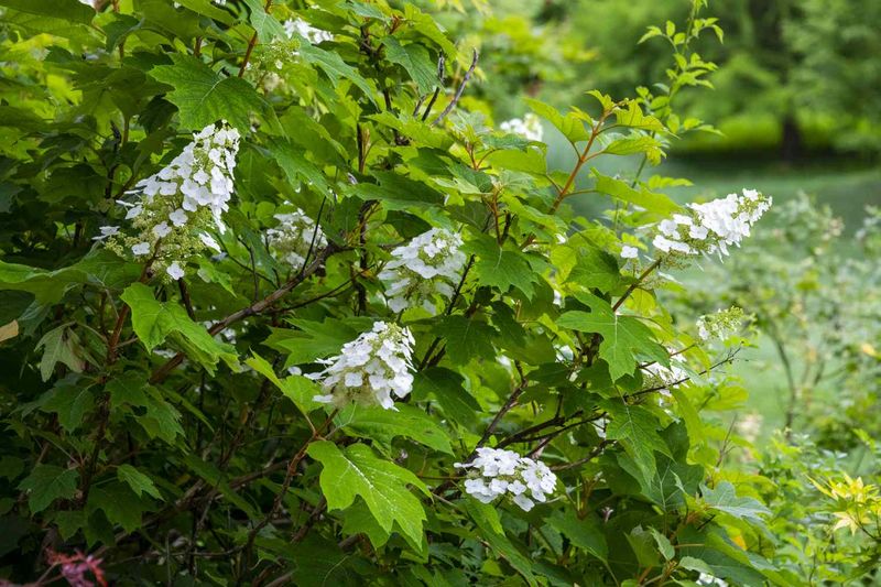 Identify the hydrangea before touching the pruners