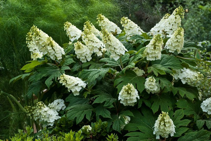 Identify the hydrangea before you reach for the shears