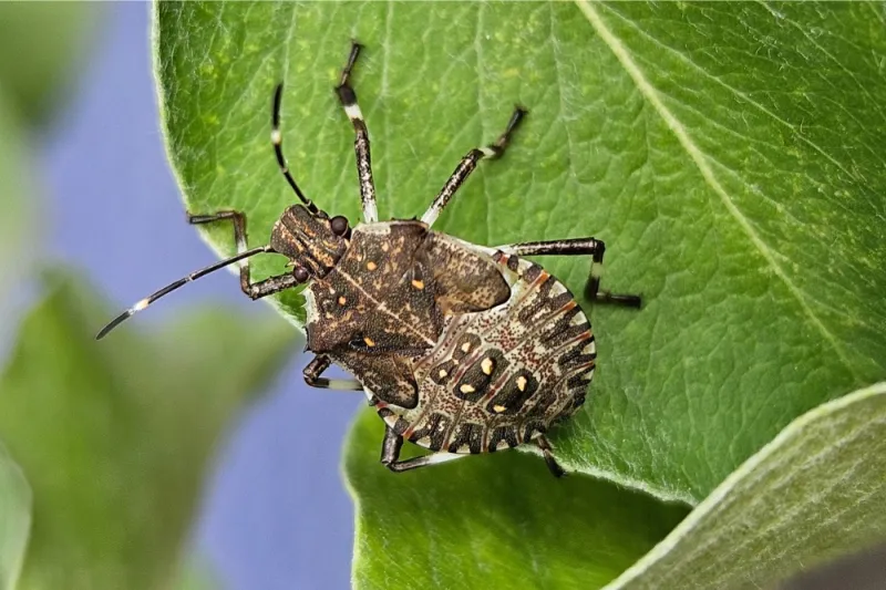 Identify the insect before interpreting the signal