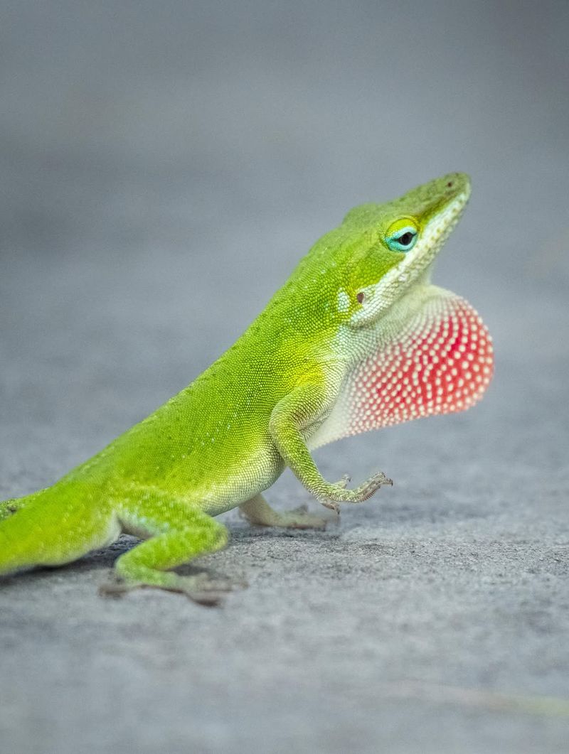 Identify the lizard before you try to support it Identify the lizard before you try to support it