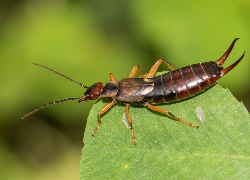 Identify the pest before you treat the damage