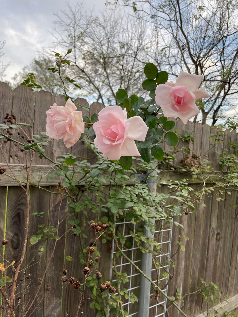 Identify the rose before you reach for the shears