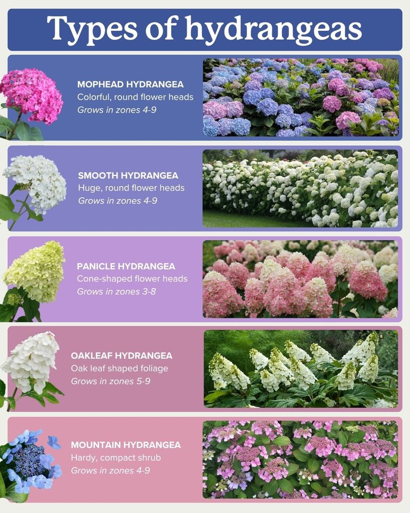 Identify the species or cultivar before choosing a pruning date Identify the species or cultivar before choosing a pruning date