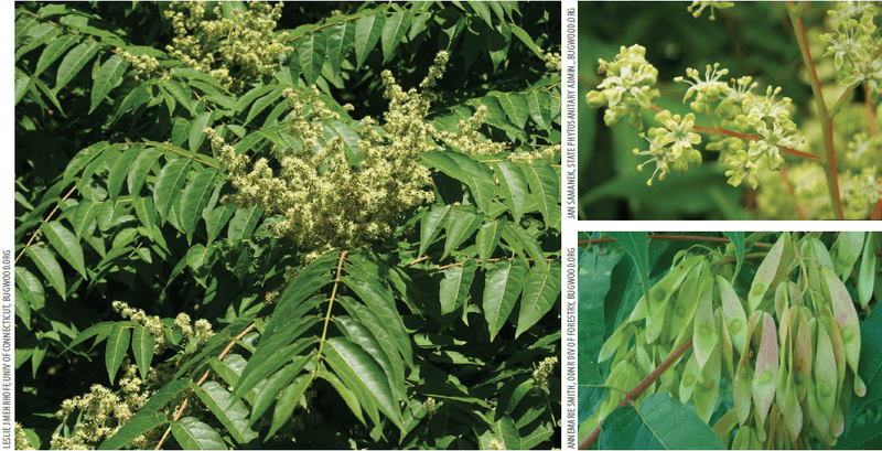 Identify the tree from several features, not one suspicious leaf