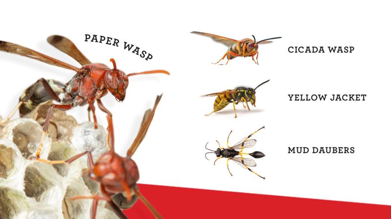 Identify the wasp before interpreting the activity