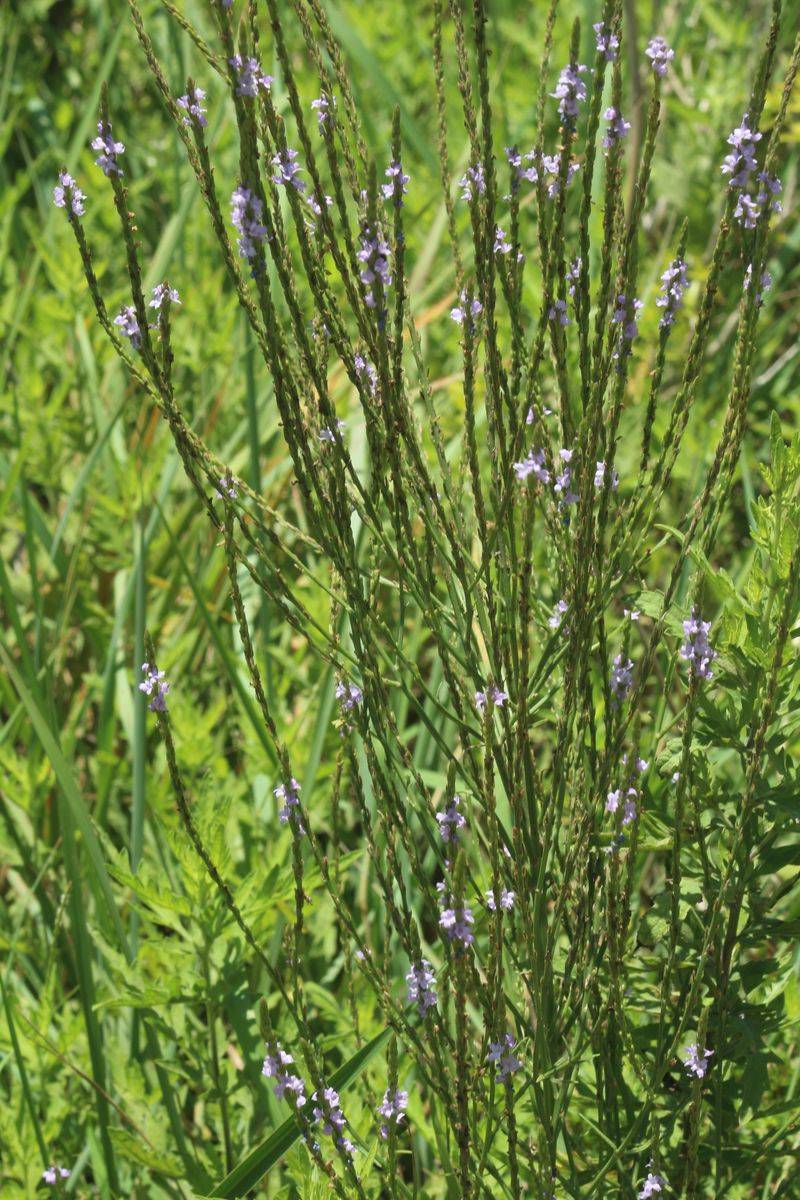 Identify the whole plant, not only its purple flowers