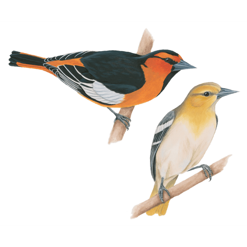 Identify which California oriole visits your yard