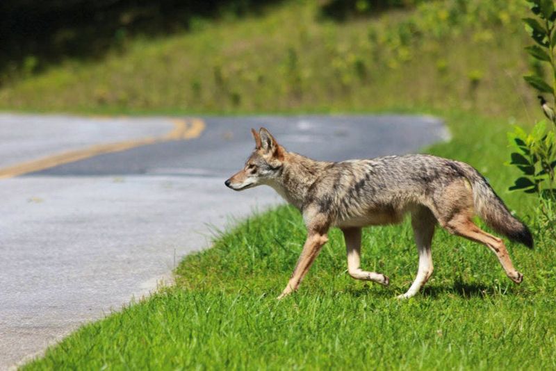 If the coyote approaches, make yourself difficult to ignore If the coyote approaches, make yourself difficult to ignore