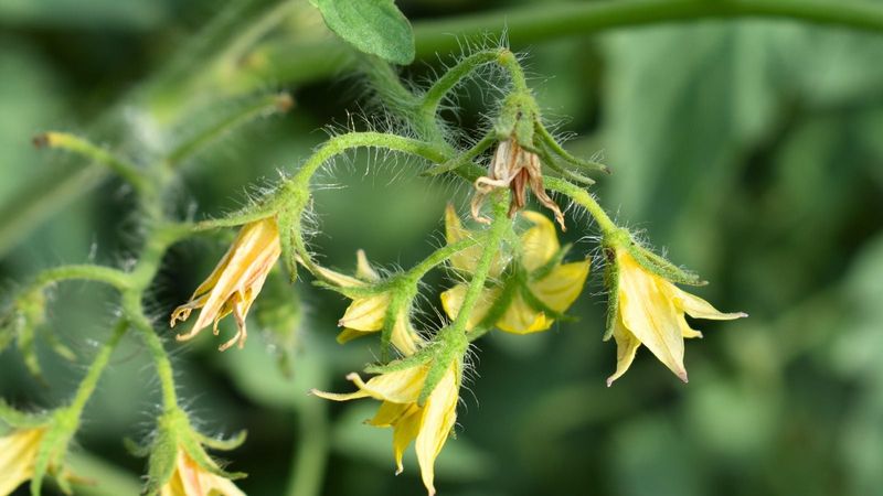 If the mix stays moist, investigate heat and fruit-set problems If the mix stays moist, investigate heat and fruit-set problems