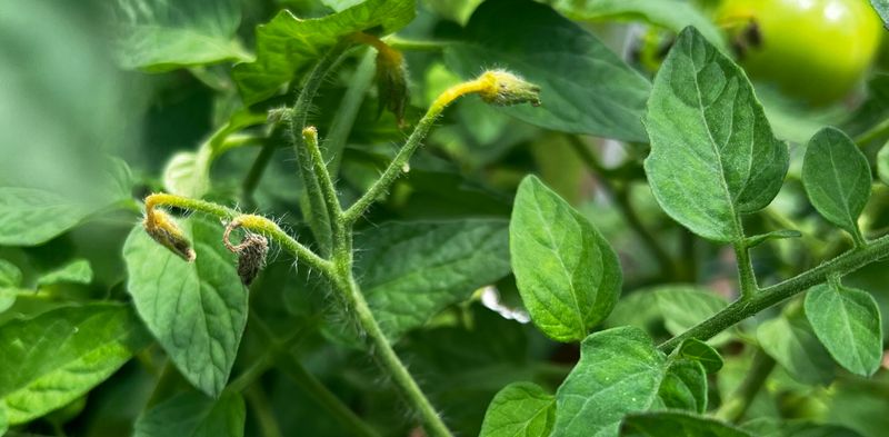 If the plant stays weak, investigate heat and other causes