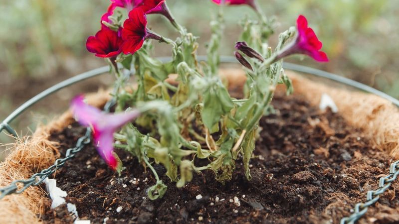If the root zone stays wet, investigate before watering again