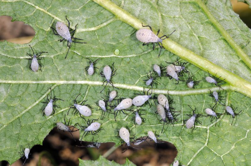 If the soil is moist, scout leaves and new growth