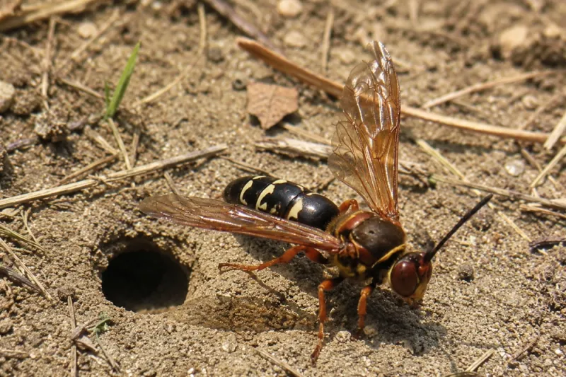 If they are cicada killers, the holes are solitary nurseries—not a hive