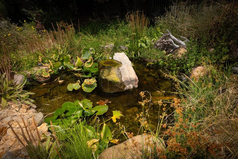If you already keep a pond, make it work for wildlife without making mosquitoes worse If you already keep a pond, make it work for wildlife without making mosquitoes worse