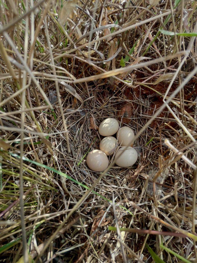 If you suspect a nest, change maintenance instead of moving it If you suspect a nest, change maintenance instead of moving it