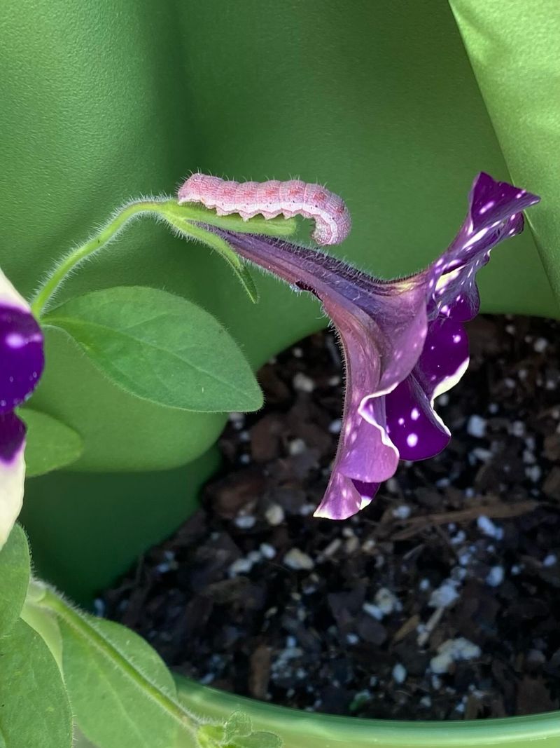 Ignoring Budworm Damage