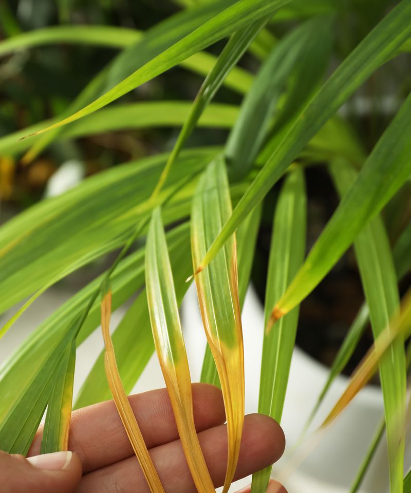Ignoring Nutrient-Stressed Fronds