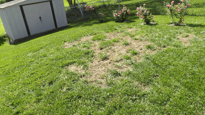Improper mowing can give crabgrass an opening