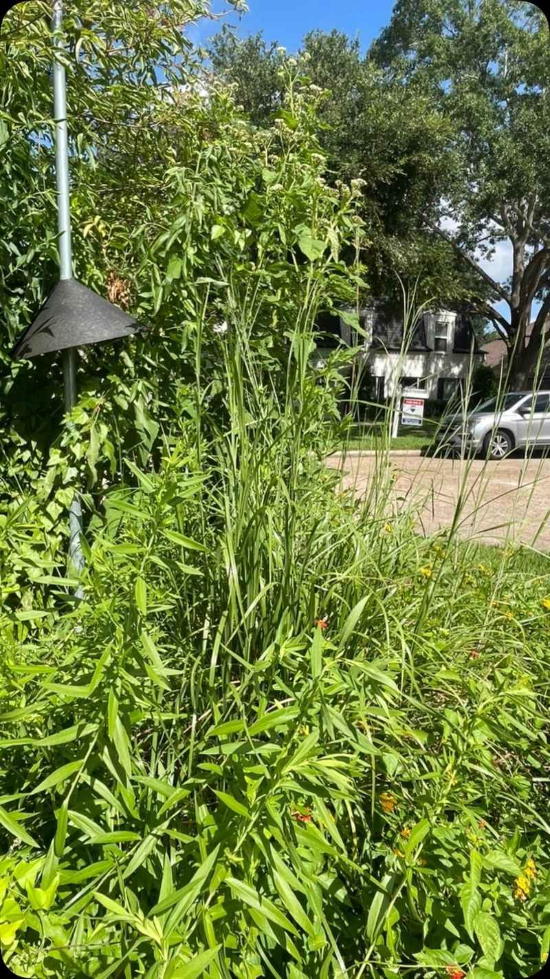 Improve habitat without trying to manufacture a lizard population