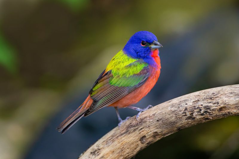 Improve the odds of seeing a painted bunting each summer