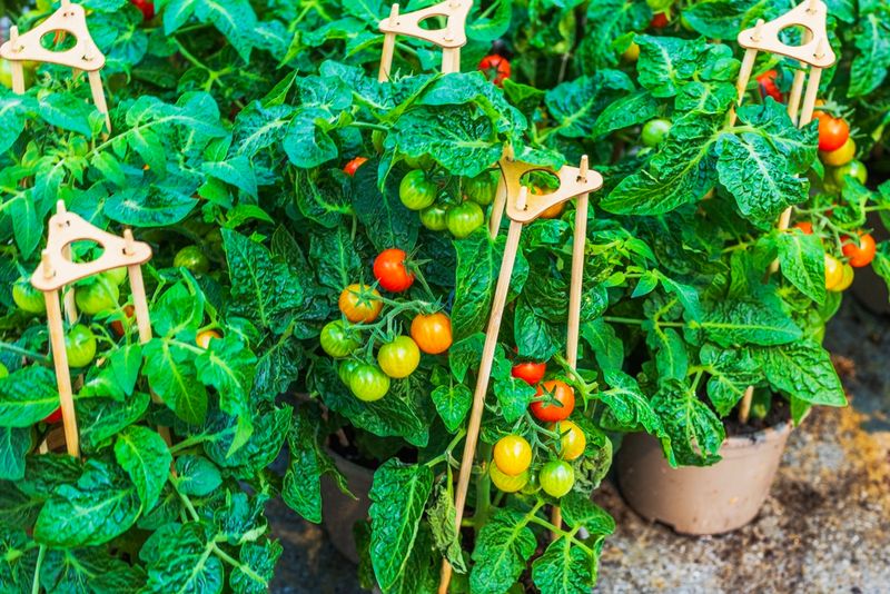 Improve the pot’s drainage, size, mulch, and exposure