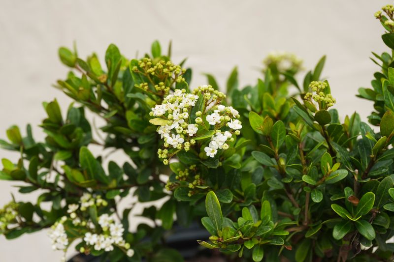 Indian Hawthorn for Walter's Viburnum