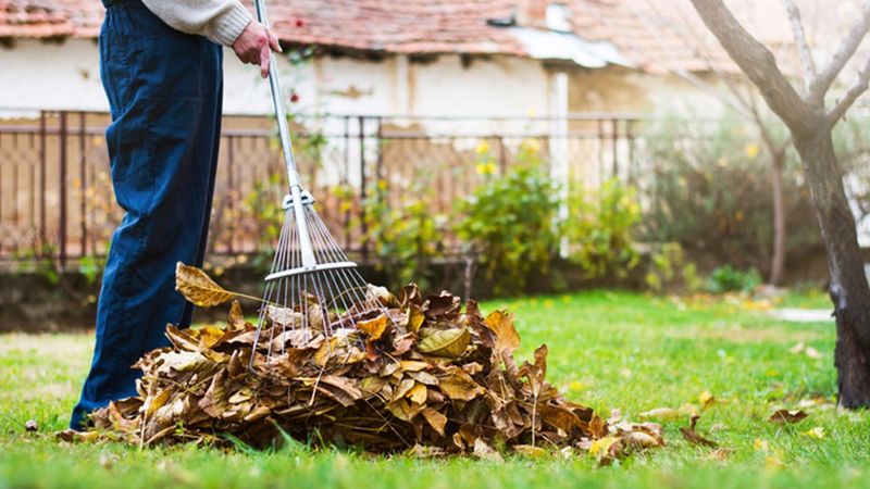 Indiscriminate cleanup can remove habitat, but raking is not the enemy Indiscriminate cleanup can remove habitat, but raking is not the enemy