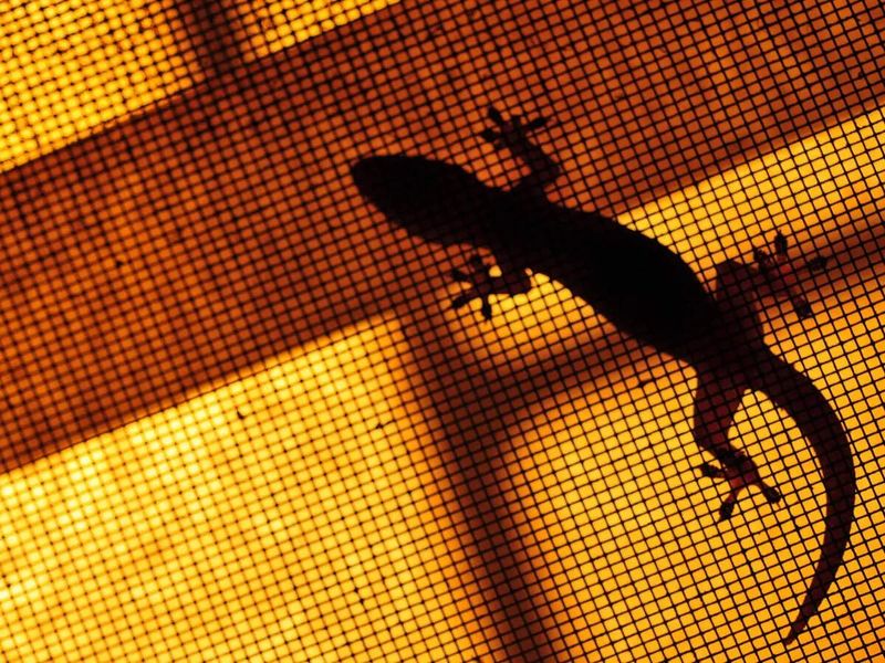 Indoor visitors call for exclusion, not poison