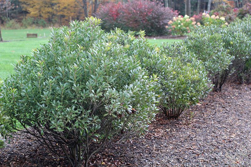Inkberry Holly
