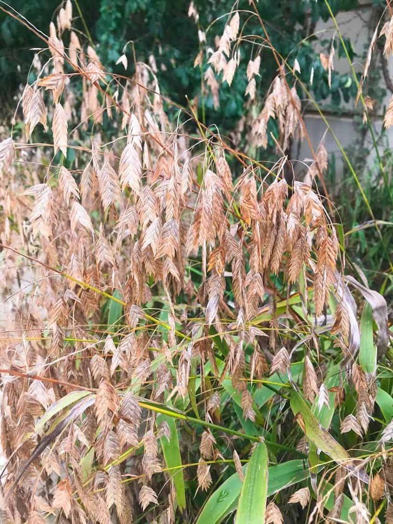 Inland sea oats fits a shady Texas fence line Inland sea oats fits a shady Texas fence line