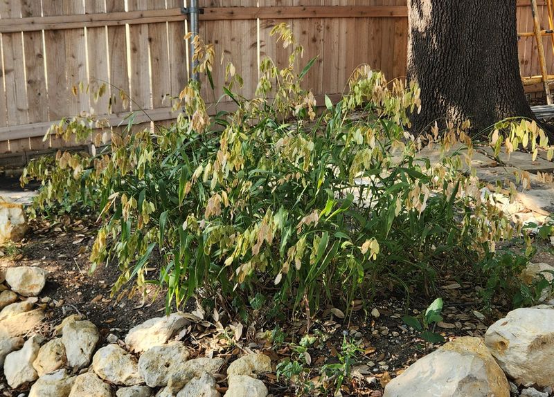 Inland sea oats suits the right Central Texas fence line