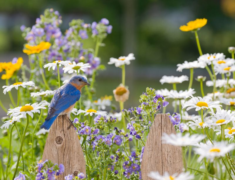 Insect-Rich Native Wildflower Patches Insect-Rich Native Wildflower Patches