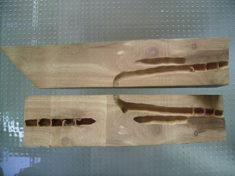 Inside the Wood, a Short Tunnel Can Become a Reused Gallery Inside the Wood, a Short Tunnel Can Become a Reused Gallery