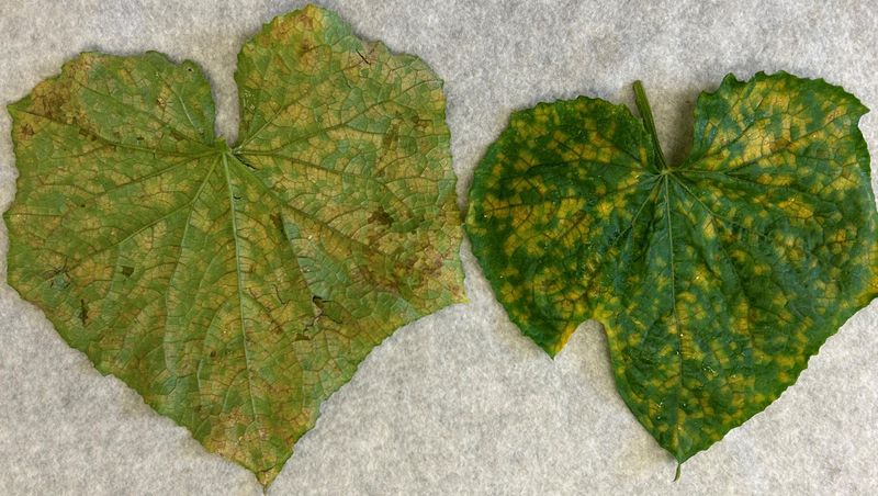 Inspect Both Leaf Surfaces for Downy Mildew and Other Look-Alikes