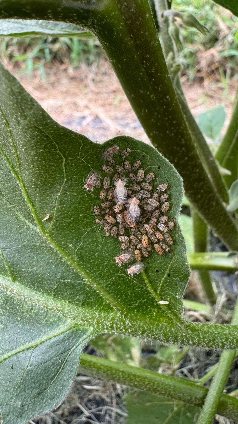 Inspect Buds Before Treating for Pests