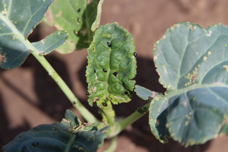 Inspect Plants Before Brassica Pests Take Over Inspect Plants Before Brassica Pests Take Over