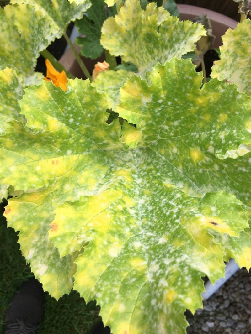 Inspect both sides before calling it another disease