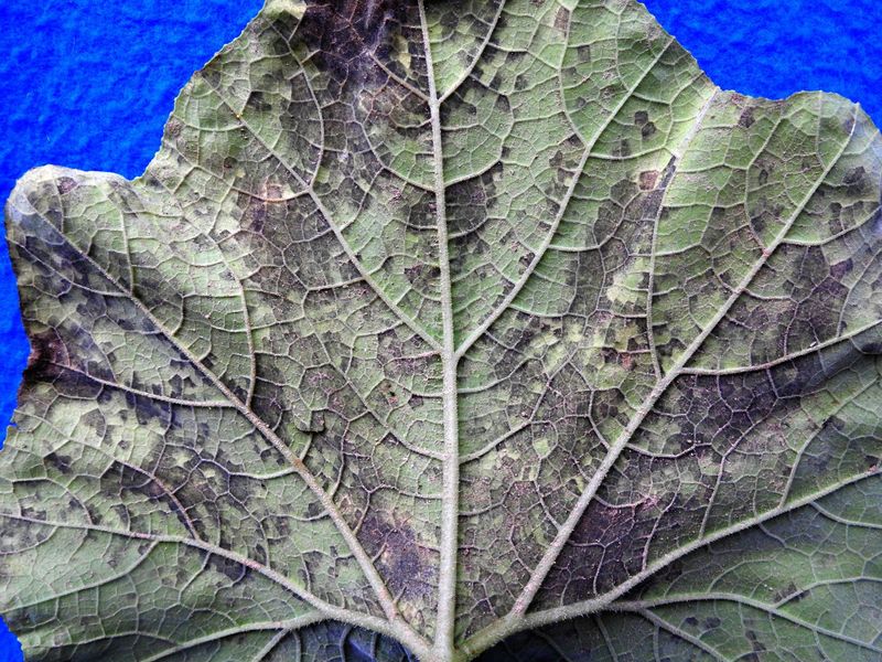 Inspect both sides of the leaf before diagnosing