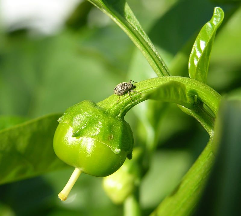 Inspect buds and fruit for problems heat cannot explain
