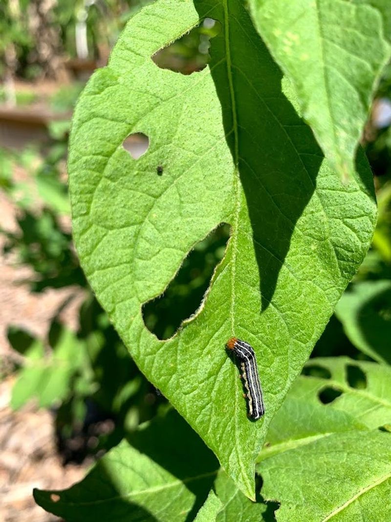 Inspect caterpillars before you treat