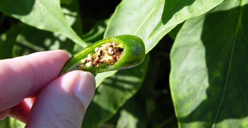 Inspect fertilizer history, flowers, fruit, and pollination clues