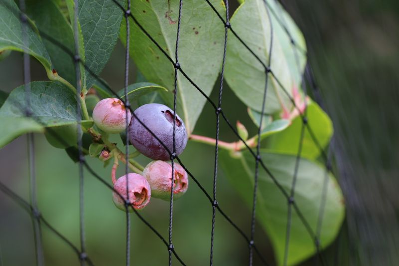 Inspect flowers and fruit before blaming the plant Inspect flowers and fruit before blaming the plant