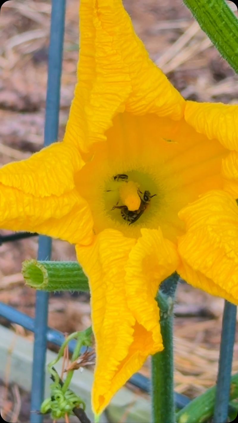 Inspect flowers in the morning for missed pollination