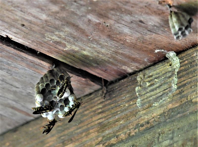 Inspect for Small Nests and Remove Porch Attractants
