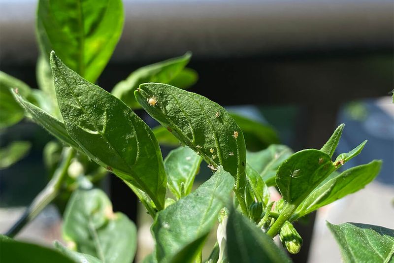 Inspect for a real plant problem before treating Inspect for a real plant problem before treating