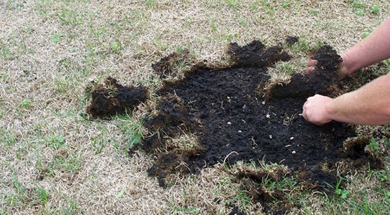 Inspect for grubs before considering treatment