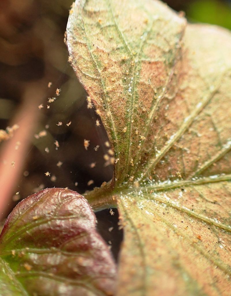 Inspect for mites and disease-specific symptoms